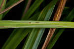 Cypress swamp sedge